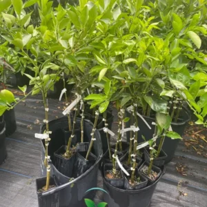 Hamlin Orange Tree - 1 Gallon Potted Citrus Tree - 2 Feet Tall - Not Ship CA