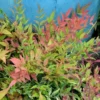 Harbor Dwarf Nandina Plant 4-inch Pot - Compact Evergreen Shrub