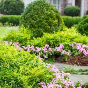 Harbor Dwarf Nandina Plant 4-inch Pot - Compact Evergreen Shrub