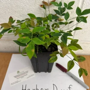 Harbor Dwarf Nandina Plant 4-inch Pot - Compact Evergreen Shrub