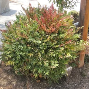 Harbor Dwarf Nandina Plant 4-inch Pot - Ornamental Shrub