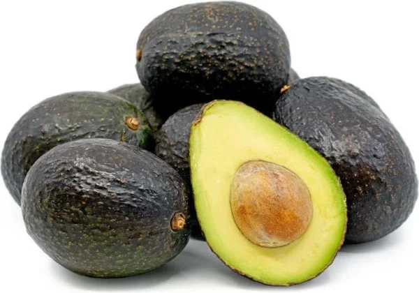Hass Avocado Tree - Grafted Tree - 2 to 3 Feet Tall - 3 Gal Pot