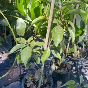Hass Catalina Avocado Tree - 2 ft Potted Fruit Tree - 3 Gallon - Includes Soil - Not Ship CA