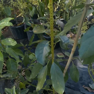 Hass Catalina Avocado Tree - 2 ft Potted Fruit Tree - 3 Gallon - Includes Soil - Not Ship CA