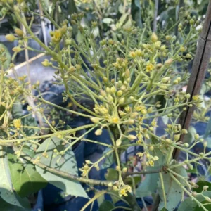 Hass Catalina Avocado Tree - 2 ft Potted Fruit Tree - 3 Gallon - Includes Soil - Not Ship CA