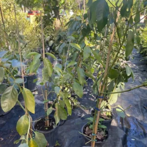 Hass Catalina Avocado Tree - 2 ft Potted Fruit Tree - 3 Gallon - Includes Soil - Not Ship CA