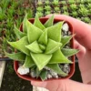 Haworthia Angustifolia Baylissii Baby Succulent Indoor Plant 2.5" Pot