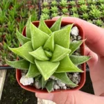 Haworthia Angustifolia Baylissii Baby Succulent Indoor Plant 2.5" Pot