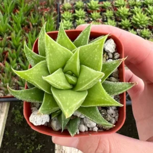 Haworthia Angustifolia Baylissii Baby Succulent Indoor Plant 2.5