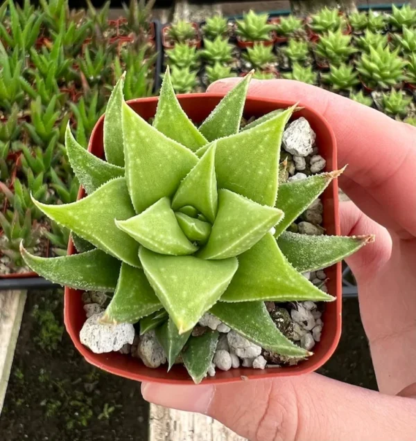 Haworthia Angustifolia Baylissii Baby Succulent Indoor Plant 2.5" Pot
