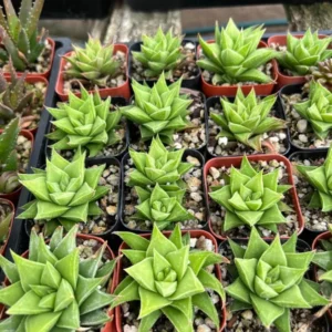Haworthia Angustifolia Baylissii Baby Succulent Indoor Plant 2.5" Pot