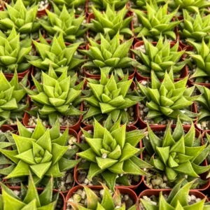 Haworthia Angustifolia Baylissii Baby Succulent Indoor Plant 2.5
