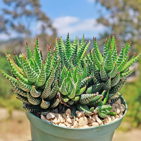 Haworthia Coarctata Plant - 2.5 Inch Potted Succulent - Hand Picked