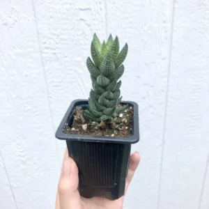 Haworthia Coarctata Plant - 2.5 Inch Potted Succulent - Hand Picked