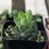 Haworthia Coarctata Rooted Succulent Plant - Small Size in 2.5'' Pot
