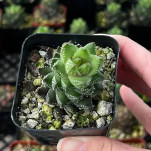Haworthia Coarctata Rooted Succulent Plant - Small Size in 2.5'' Pot