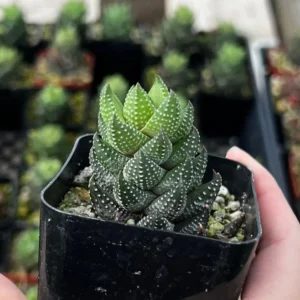 Haworthia Coarctata Rooted Succulent Plant - Small Size in 2.5'' Pot
