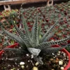 Haworthia Fasciata Cape Town Succulent - 4'' Live Indoor Plant