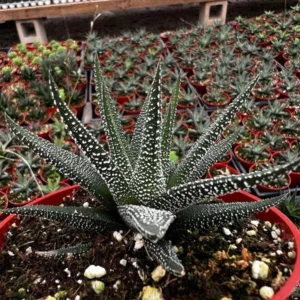 Haworthia Fasciata Cape Town Succulent - 4'' Live Indoor Plant
