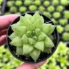 Haworthia Marumiana var. Batesiana - 2 inch Indoor Plant - Succulent