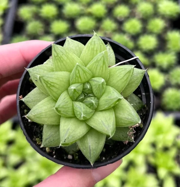 Haworthia Marumiana var. Batesiana - 2 inch Indoor Plant - Succulent