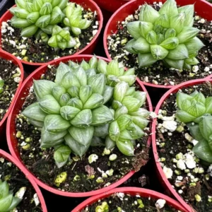 Haworthia Marumiana var. Batesiana - 2 inch Indoor Plant - Succulent