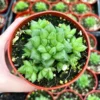 Haworthia Marumiana var. Batesiana - 2 inch Indoor Plant - Succulent