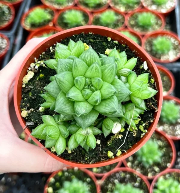 Haworthia Marumiana var. Batesiana - 2 inch Indoor Plant - Succulent