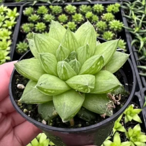 Haworthia Marumiana var. Batesiana - 2 inch Indoor Plant - Succulent