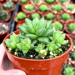 Haworthia Marumiana var. Batesiana - 2 inch Indoor Plant - Succulent