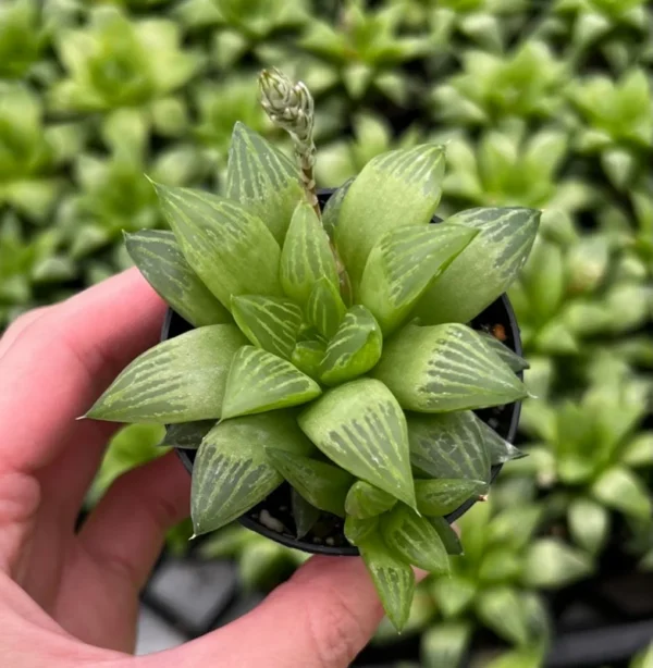 Haworthia Retusa with Pups Live Plant Small Succulent 2 Inch Pot Indoor