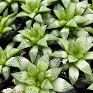 Haworthia Retusa with Pups Live Plant Small Succulent 2 Inch Pot Indoor