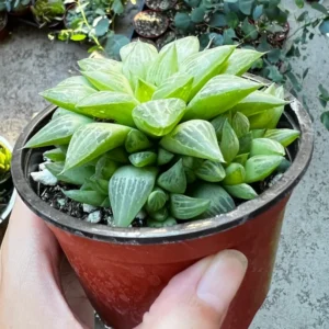 Haworthia Retusa with Pups Live Plant Small Succulent 2 Inch Pot Indoor