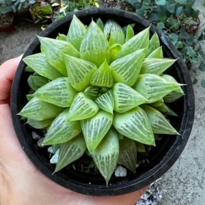 Haworthia Retusa with Pups Live Plant Small Succulent 2 Inch Pot Indoor