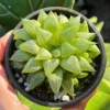 Haworthia Retusa with Pups Live Plant Small Succulent 2 Inch Pot Indoor