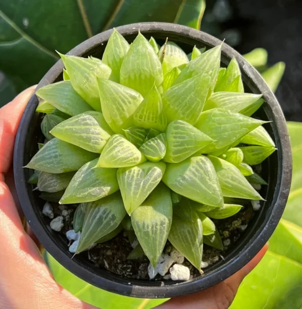Haworthia Retusa with Pups Live Plant Small Succulent 2 Inch Pot Indoor