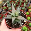 Haworthia Tessellata Rare Succulent Live Plant 4'' Pot