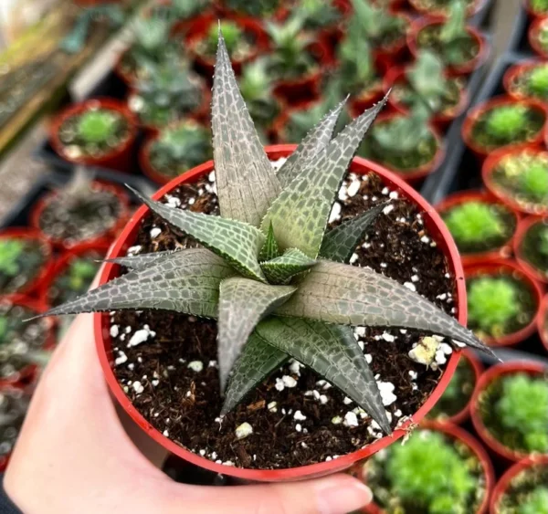 Haworthia Tessellata Rare Succulent Live Plant 4'' Pot