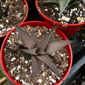 Haworthia Tessellata Rare Succulent Live Plant 4'' Pot
