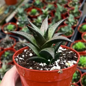 Haworthia Tessellata Rare Succulent Live Plant 4'' Pot