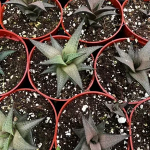 Haworthia Tessellata Rare Succulent Live Plant 4'' Pot