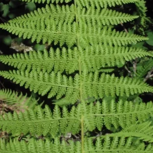 Hay Scented Fern Clumps - 5 Rhizome Divisions Dennstaedtia Punctilobula