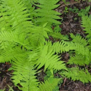 Hay Scented Fern Clumps - 5 Rhizome Divisions Dennstaedtia Punctilobula