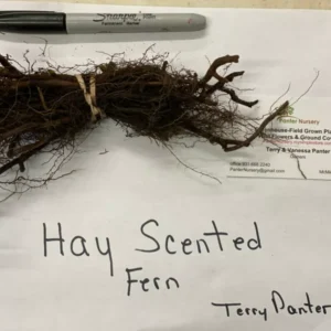 Hay Scented Fern Clumps - 5 Rhizome Divisions Dennstaedtia Punctilobula