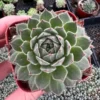 Hen and Chicks Fire Dragon Succulent - Live Potted Plant - 2'' Pot - Ornamental Succulent