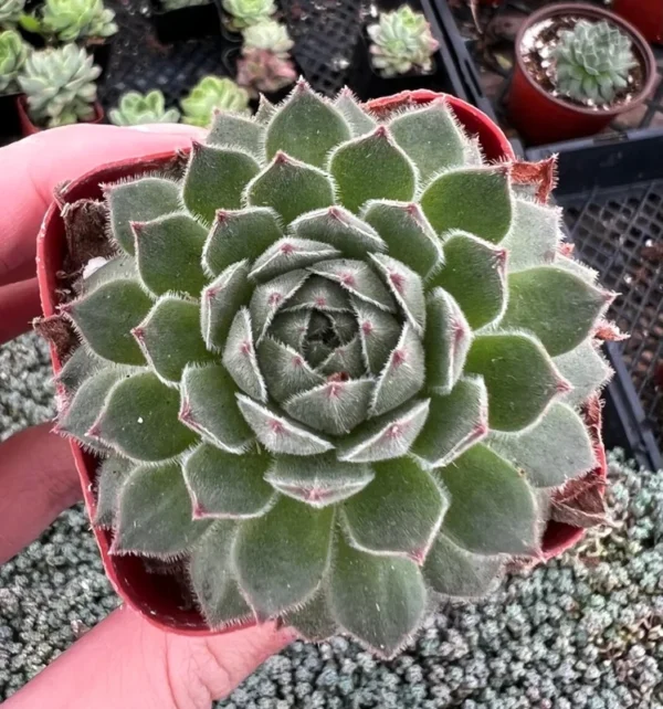 Hen and Chicks Fire Dragon Succulent - Live Potted Plant - 2'' Pot - Ornamental Succulent