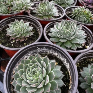 Hen and Chicks Fire Dragon Succulent - Live Potted Plant - 2'' Pot - Ornamental Succulent