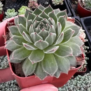 Hen and Chicks Fire Dragon Succulent - Live Potted Plant - 2'' Pot - Ornamental Succulent