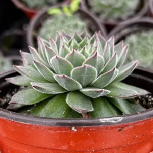 Hen and Chicks Fire Dragon Succulent - Live Potted Plant - 2'' Pot - Ornamental Succulent