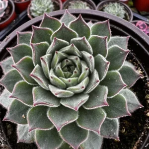 Hen and Chicks Fire Dragon Succulent - Live Potted Plant - 2'' Pot - Ornamental Succulent
